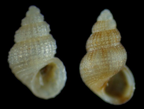 Alvania punctura